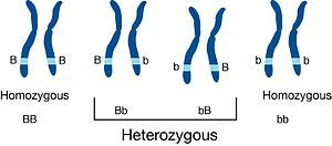 300px-Heterozygous.jpg