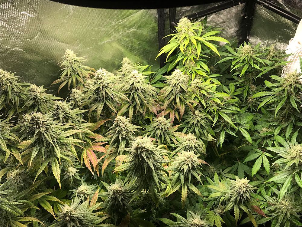 AllPlantsStartWeek14.jpg