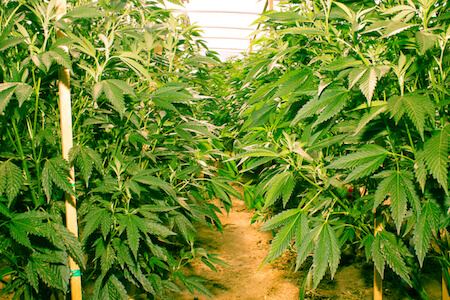 Well-spread-out-marijuana-plants-1.jpg