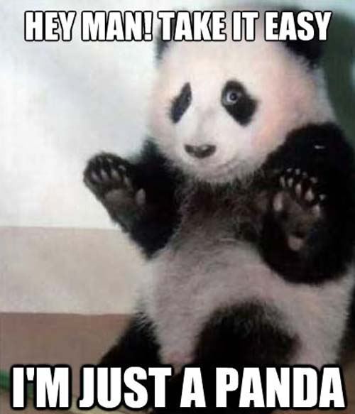 panda.jpg