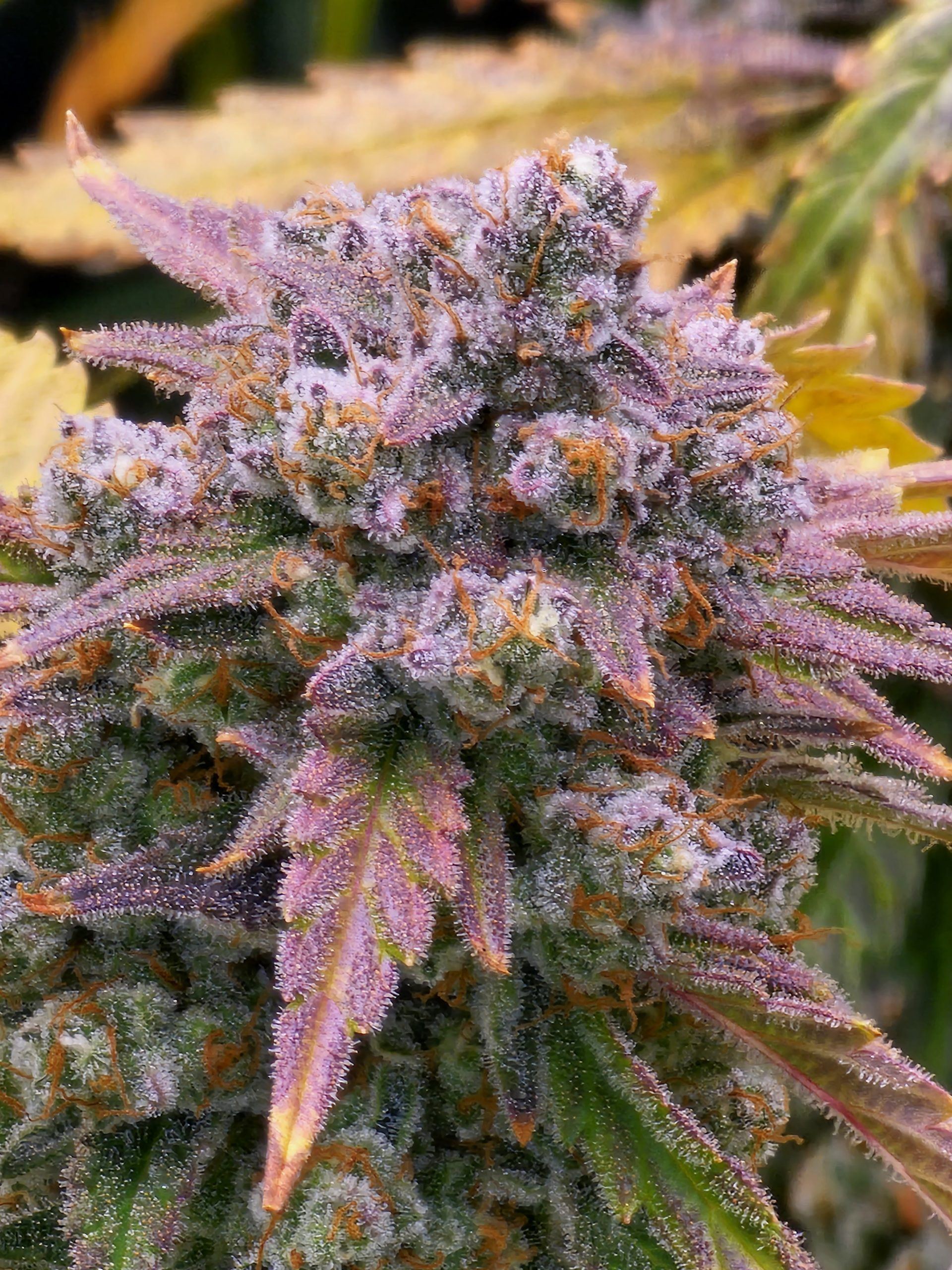 www.speedrunseeds.com