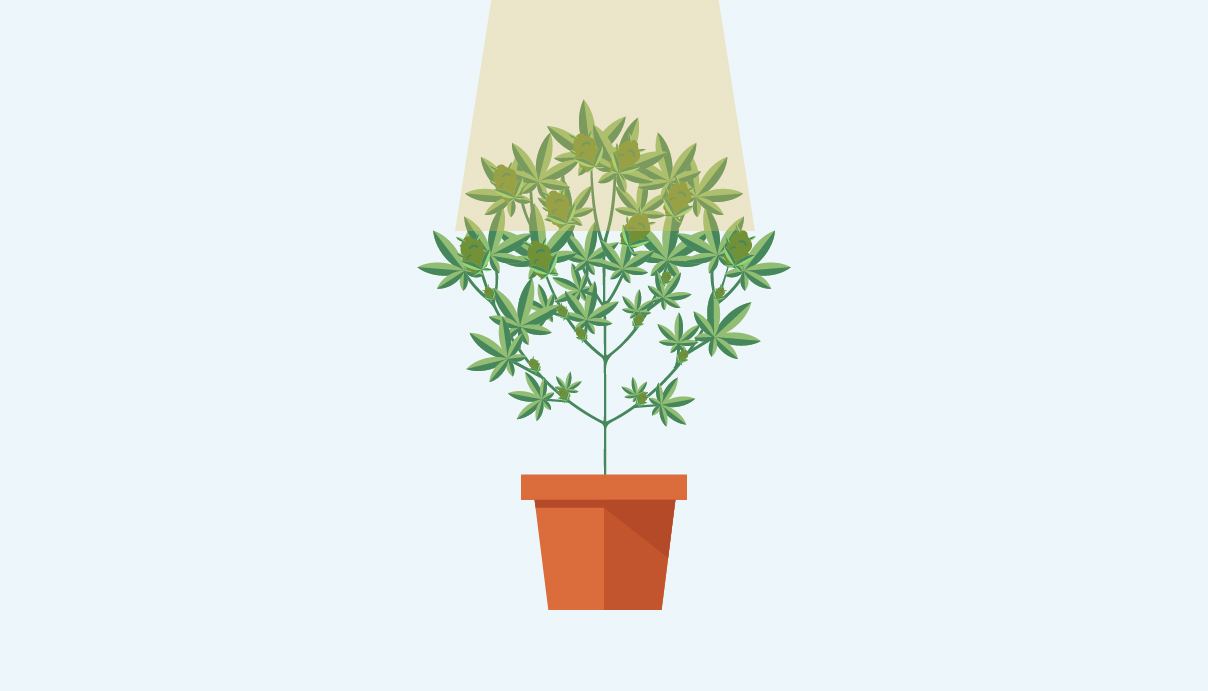 Popcorn Buds Do Not Have Proper Access To Light