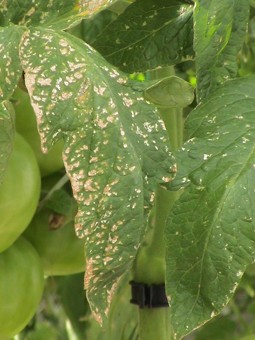thrips+damage+%282%29.JPG
