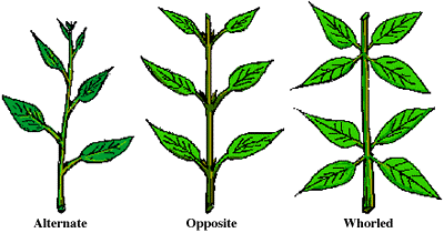 Leaf-Arrangement.gif