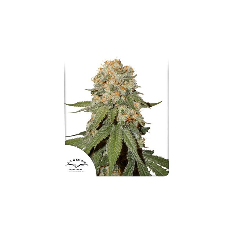 dutch-passion.com