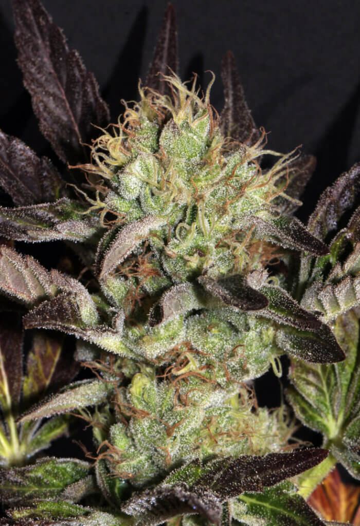 heritageseedbank.com