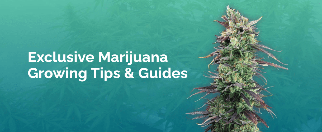 drcannabis.io