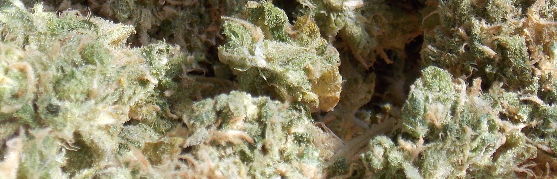 cropped-jar-in-sunlight-twista.jpg