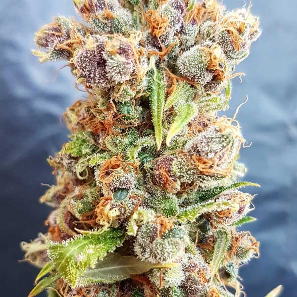 freedomofseeds.com