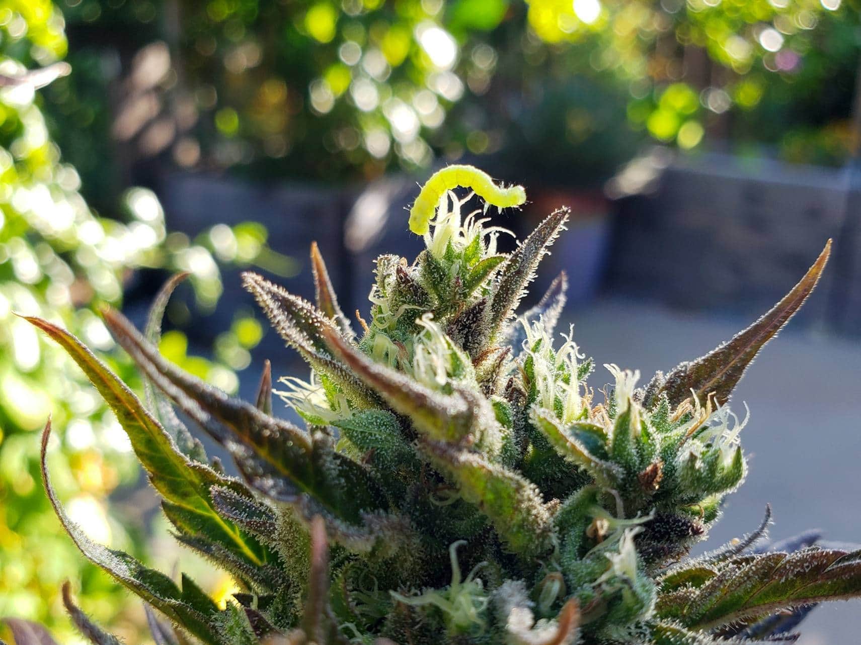 homesteadandchill.com