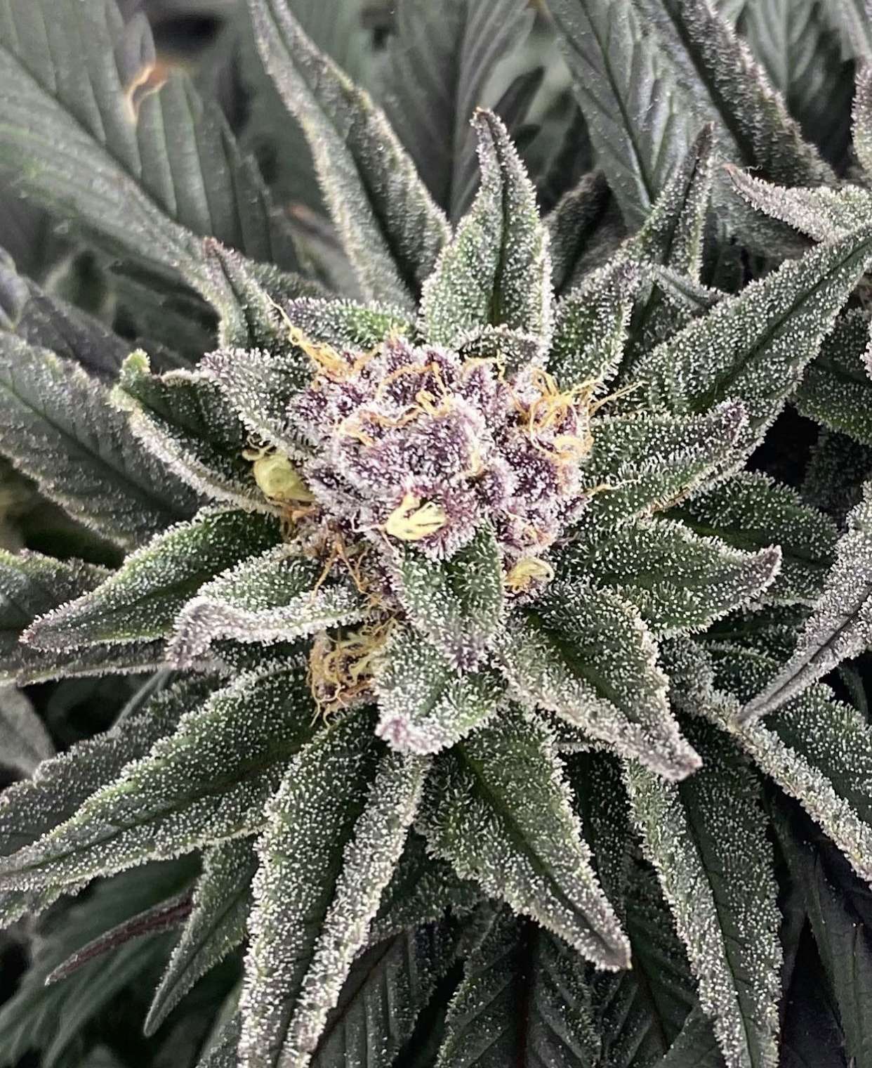 riotseeds.com