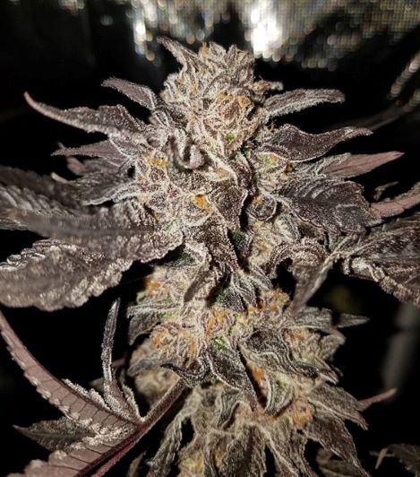 neptuneseedbank.com