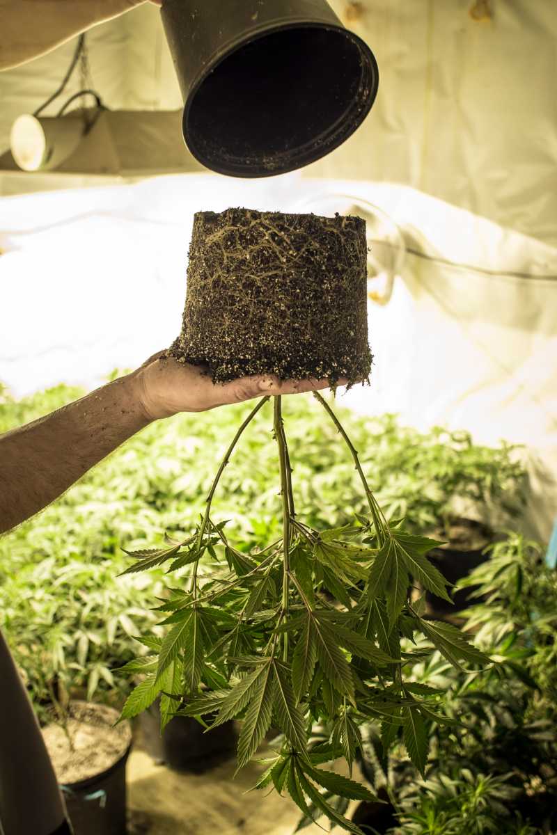 weedmania420.com