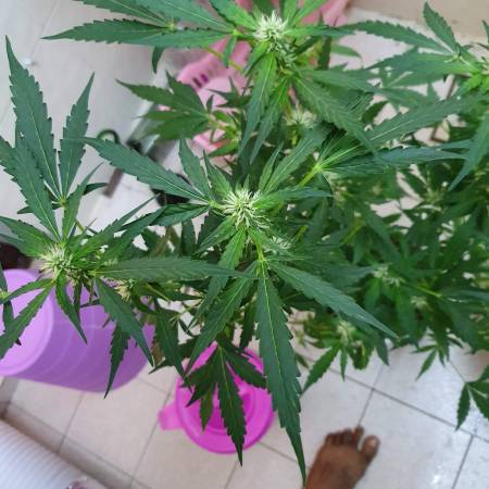 growdiaries.com