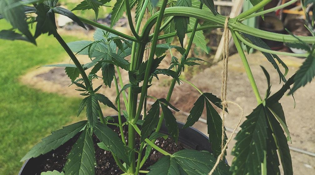 cannabis-lst-training_1.jpg