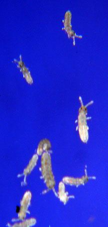 springtails_wade.jpg