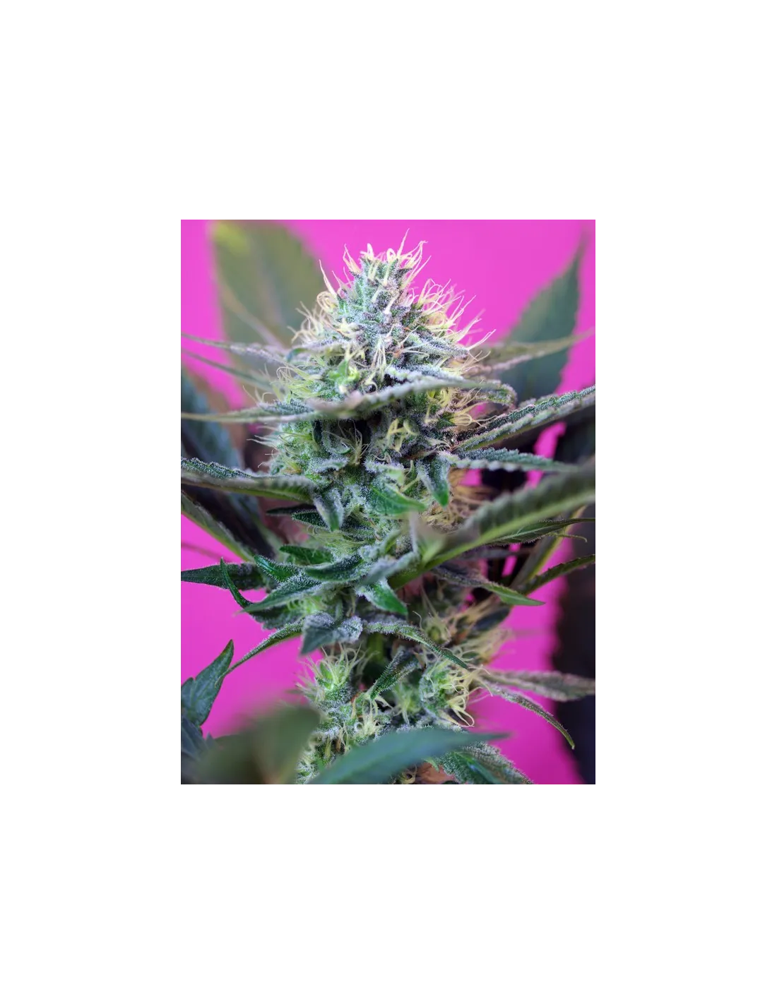 sweetseeds.com
