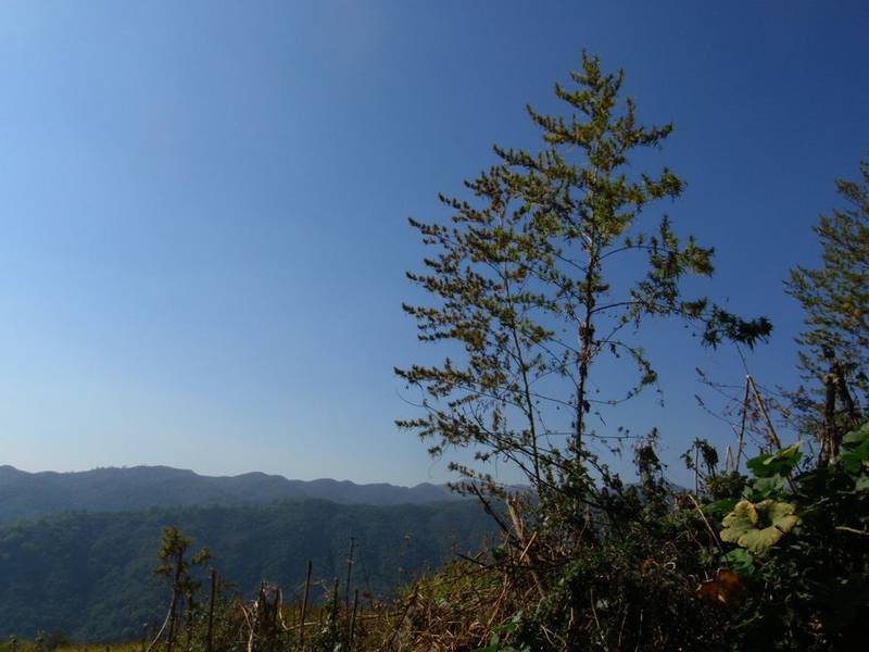 11shivapuritrees.jpg