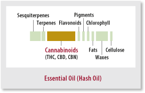 essential_oil.gif