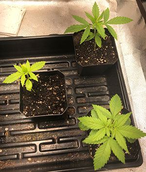 week5cottoncandy.jpg