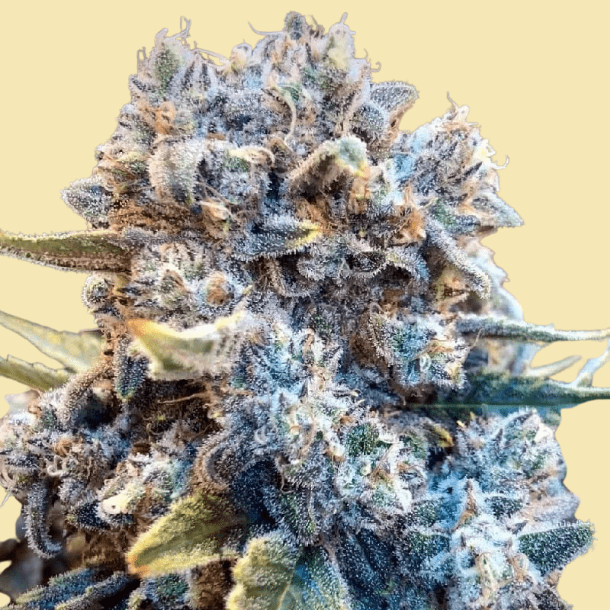 theseedconnect.com