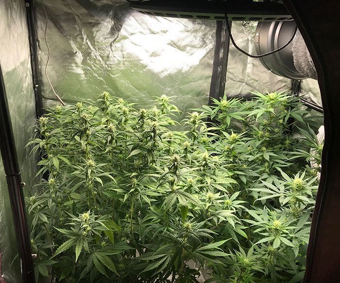 AllPlantsStartWeek11.jpg