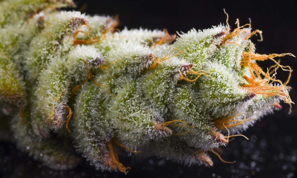 cannabisnow.com
