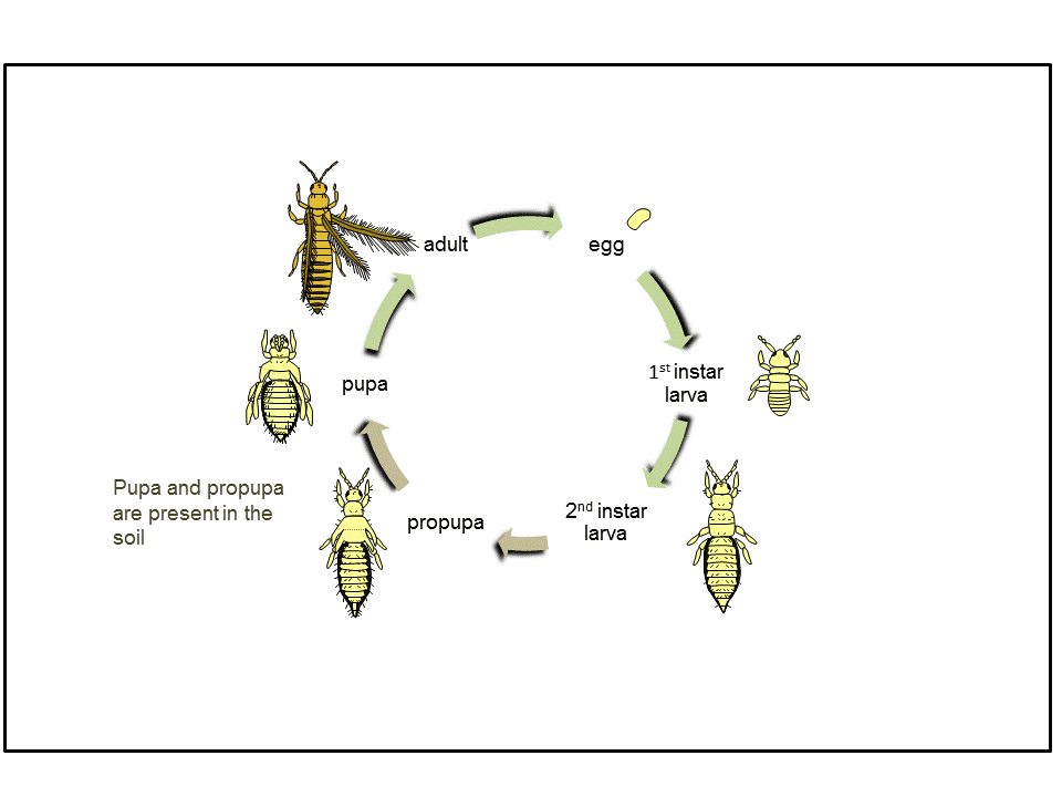 thrips%20life%20cycle_4.gif