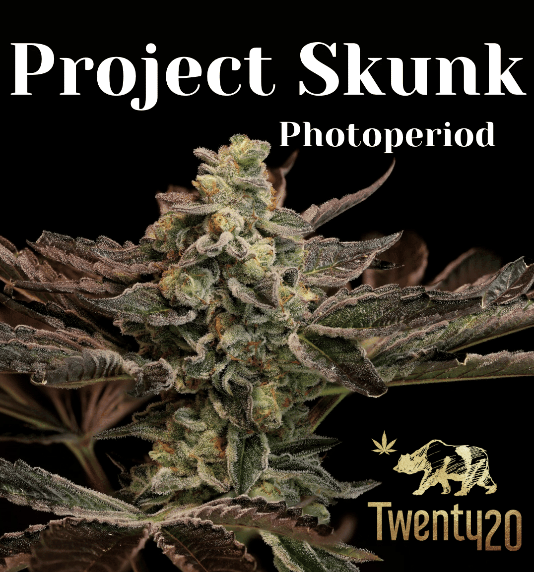twenty20mendocino.com
