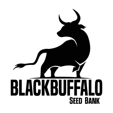 blackbullseeds.com