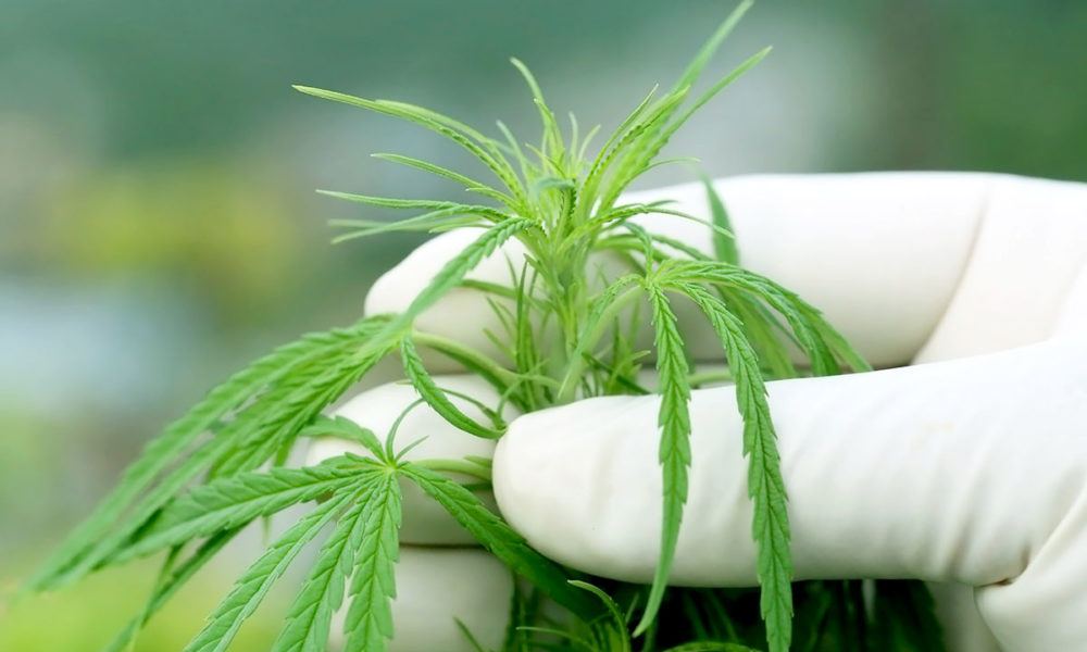 cannabisaficionado.com