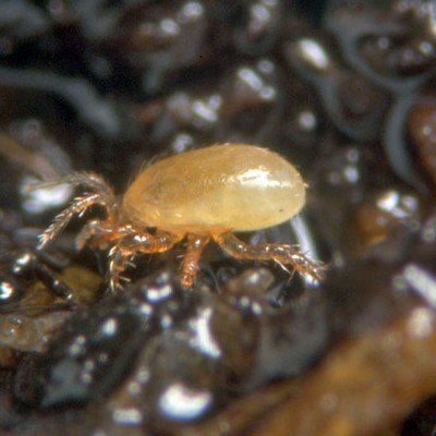 hypoaspis-miles-mite-400x400.jpg