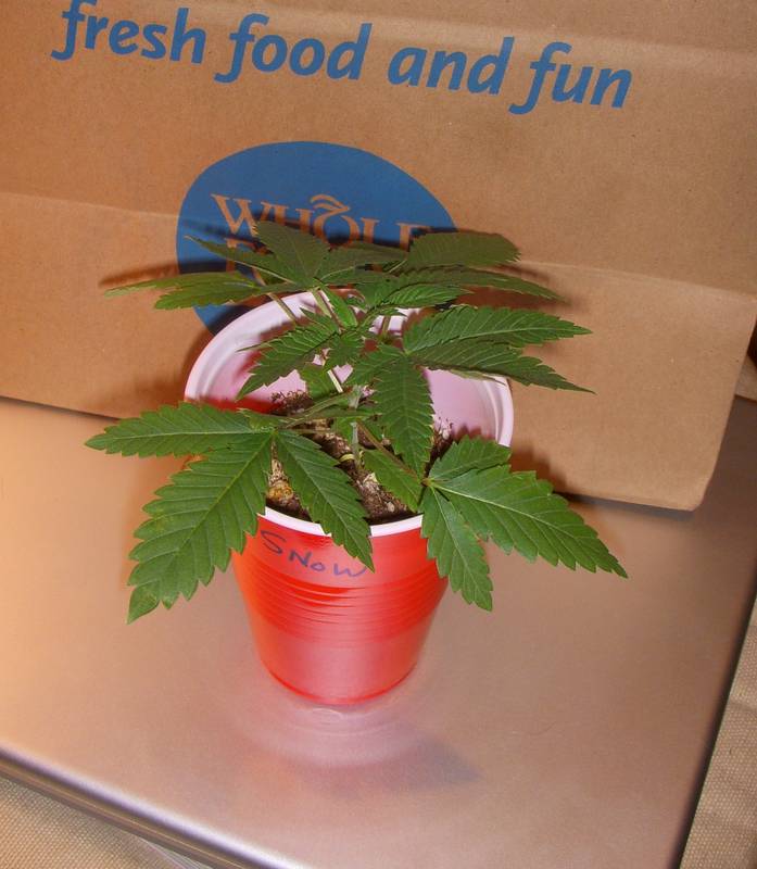 snowbud3weekveg.JPG