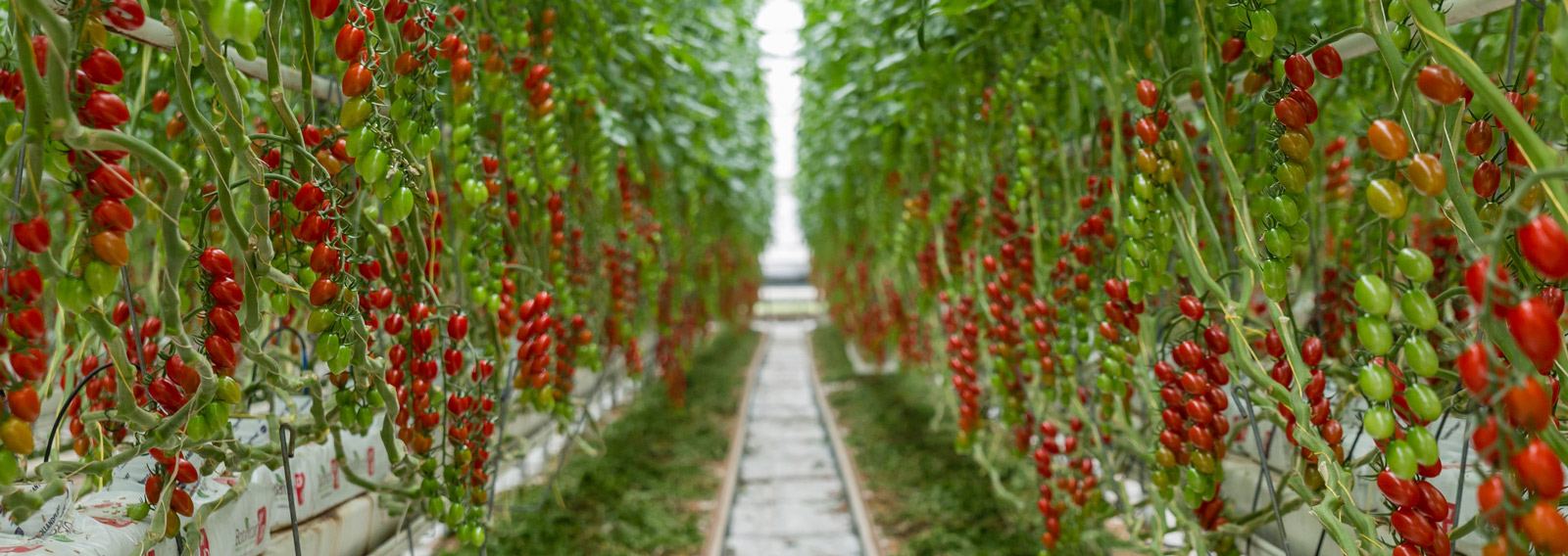 www.botanicoir.com