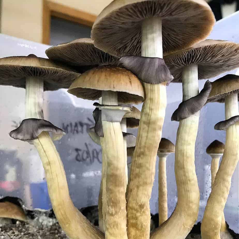 premiumspores.com