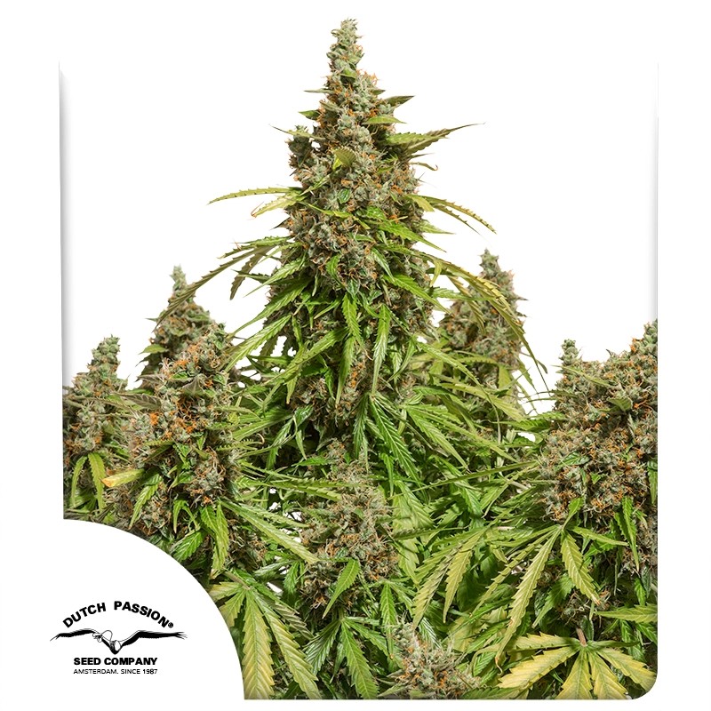 dutch-passion.com