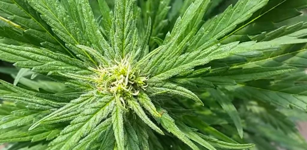 seedmarket.com