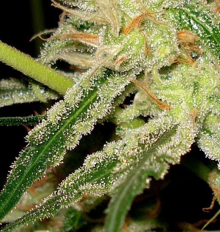 11133Amnesia7weeks.JPG