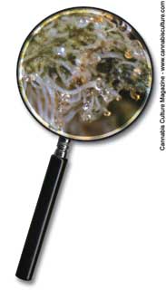 2159-magnifying-glass-with-pot.jpg