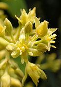 avocado-flower.jpg