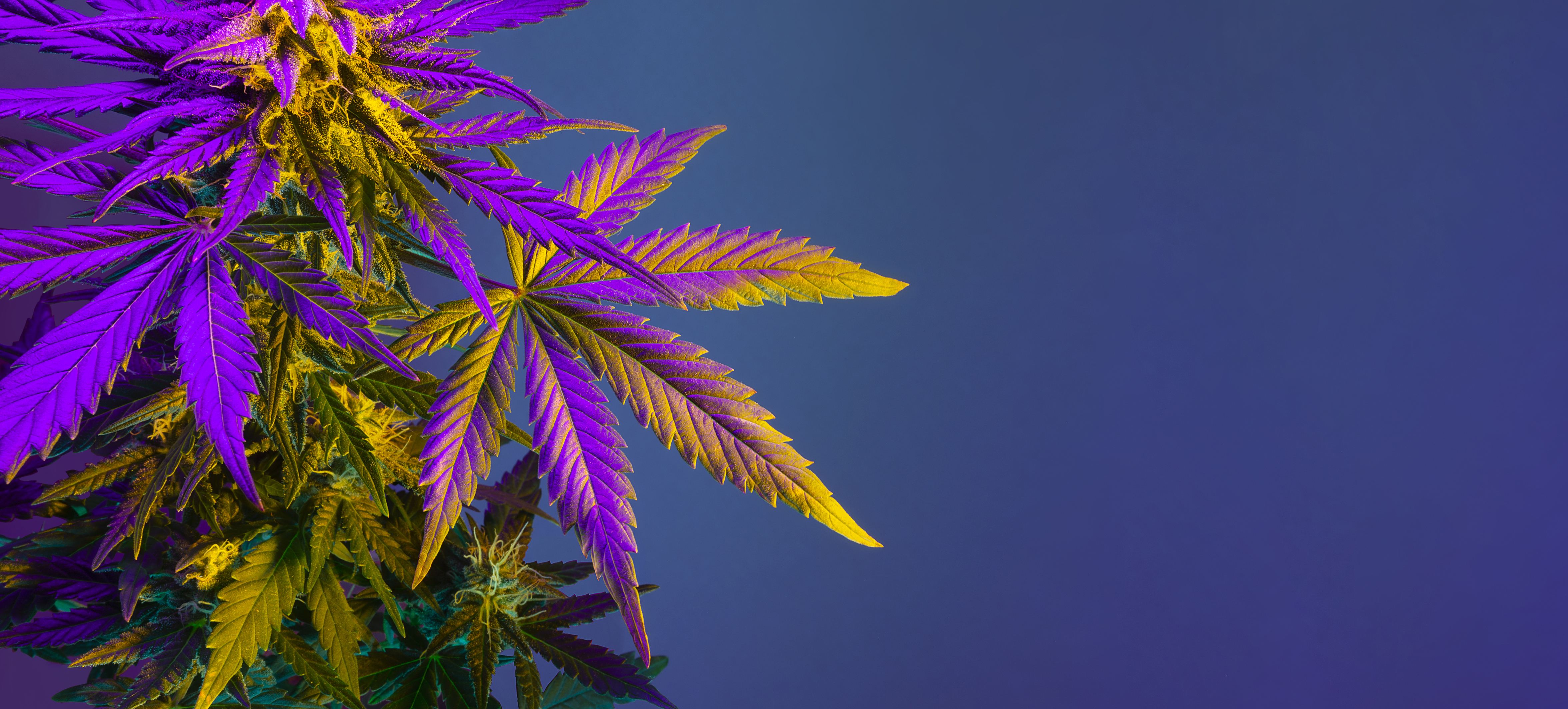When Should You Use Green Light for Growing Cannabis?