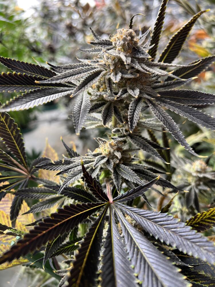 dirtybirdgenetics.com