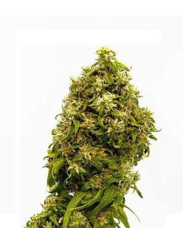 www.growerschoiceseeds.com