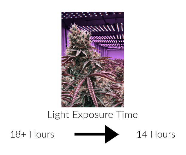 decrease cannabis light exposure time