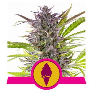 www.royalqueenseeds.com