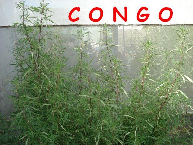 congo_11.jpg