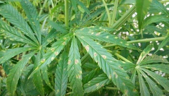 What-Is-Leaf-Septoria.jpg