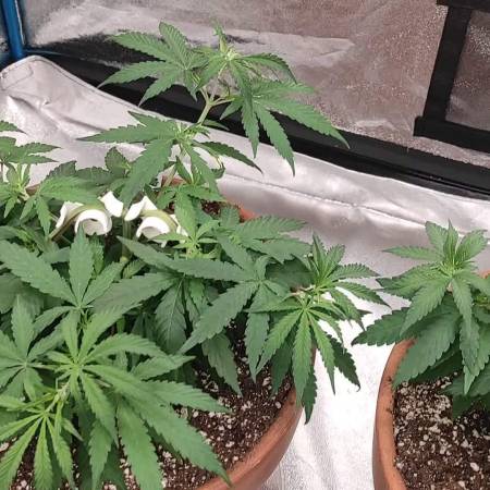 growdiaries.com