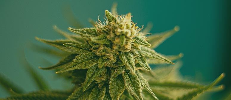 www.cannaconnection.com
