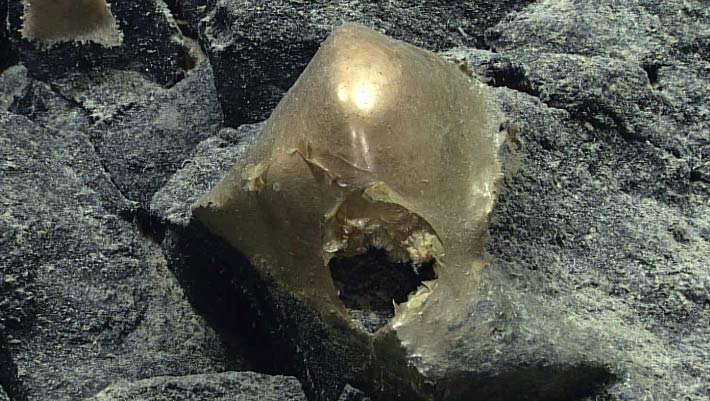 www.sci.news